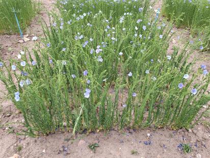 Click for 1 image(s) for this accession.